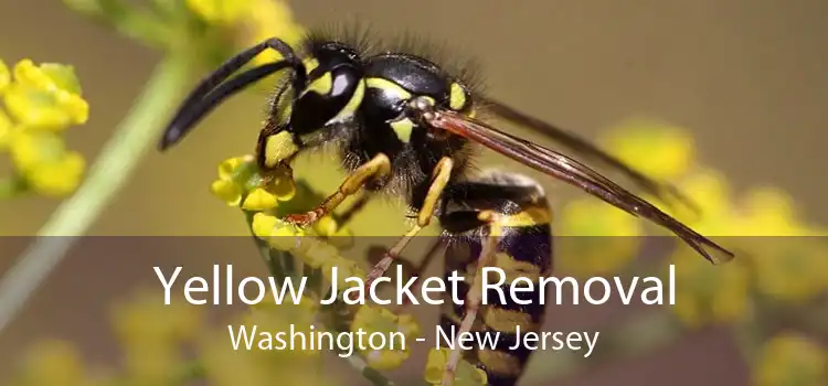 Yellow Jacket Removal Washington - New Jersey