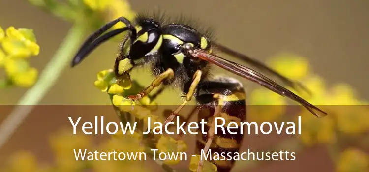 Yellow Jacket Removal Watertown Town - Massachusetts
