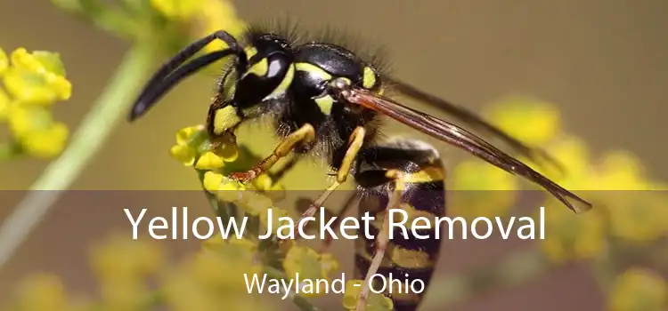 Yellow Jacket Removal Wayland - Ohio