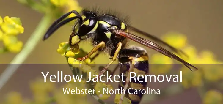 Yellow Jacket Removal Webster - North Carolina