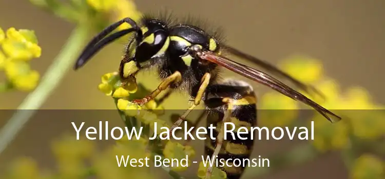 Yellow Jacket Removal West Bend - Wisconsin