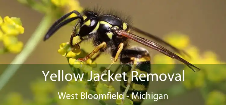 Yellow Jacket Removal West Bloomfield - Michigan