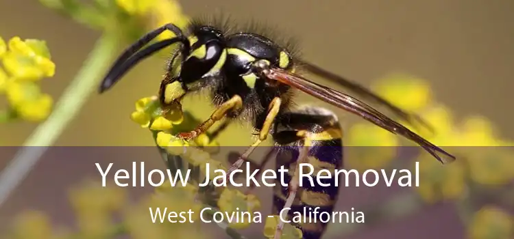 Yellow Jacket Removal West Covina - California