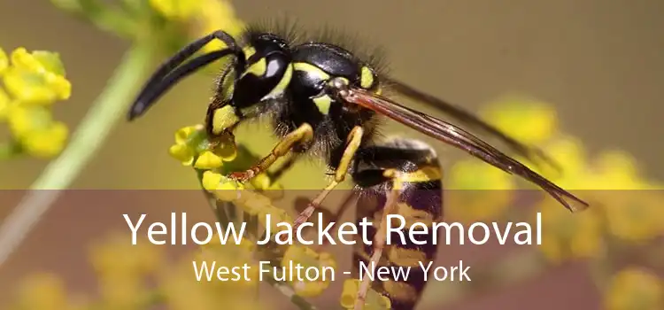 Yellow Jacket Removal West Fulton - New York
