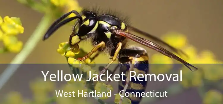 Yellow Jacket Removal West Hartland - Connecticut