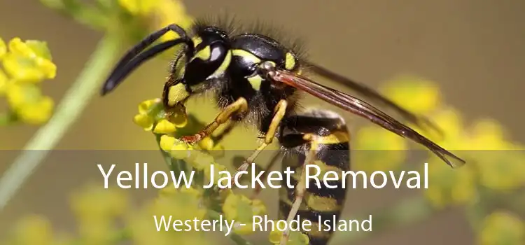 Yellow Jacket Removal Westerly - Rhode Island