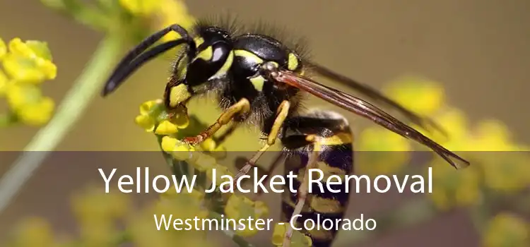 Yellow Jacket Removal Westminster - Colorado