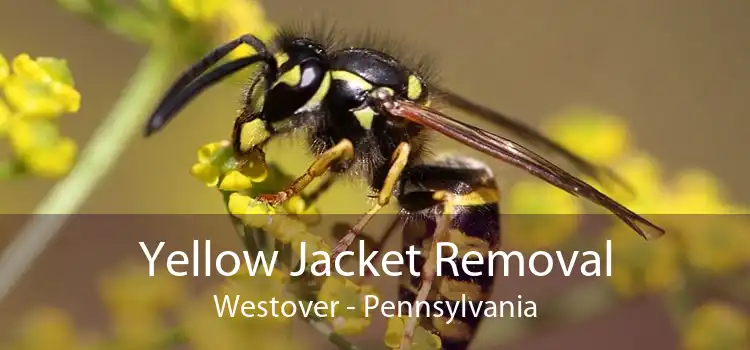 Yellow Jacket Removal Westover - Pennsylvania
