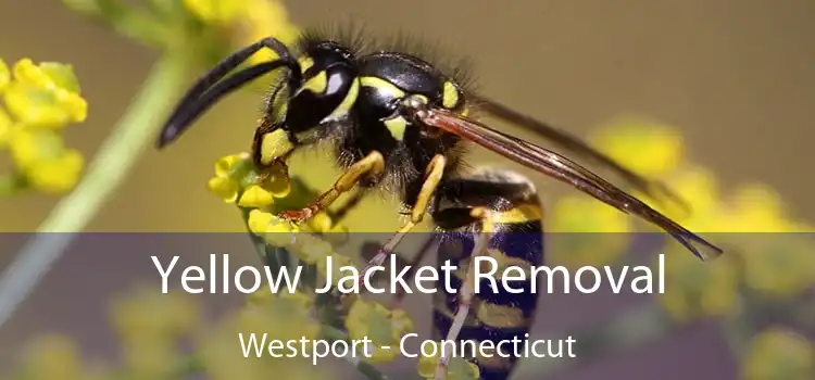Yellow Jacket Removal Westport - Connecticut