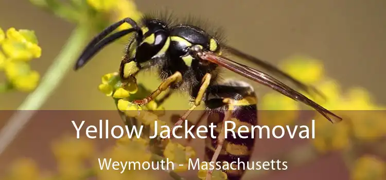 Yellow Jacket Removal Weymouth - Massachusetts