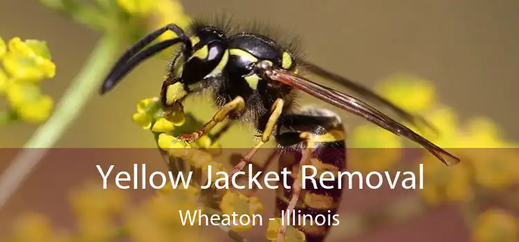 Yellow Jacket Removal Wheaton - Illinois