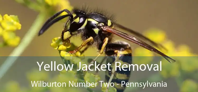 Yellow Jacket Removal Wilburton Number Two - Pennsylvania