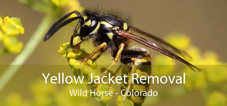 Yellow Jacket Removal Wild Horse - Colorado