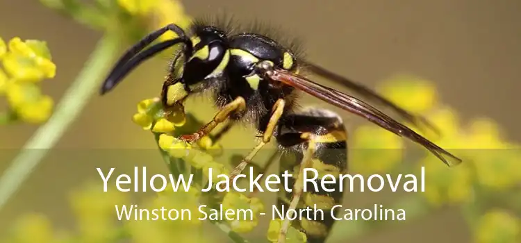 Yellow Jacket Removal Winston Salem - North Carolina