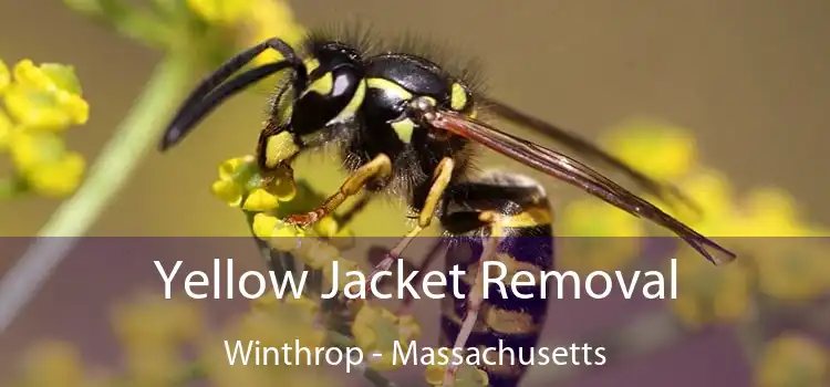 Yellow Jacket Removal Winthrop - Massachusetts