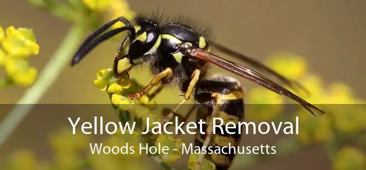 Yellow Jacket Removal Woods Hole - Massachusetts