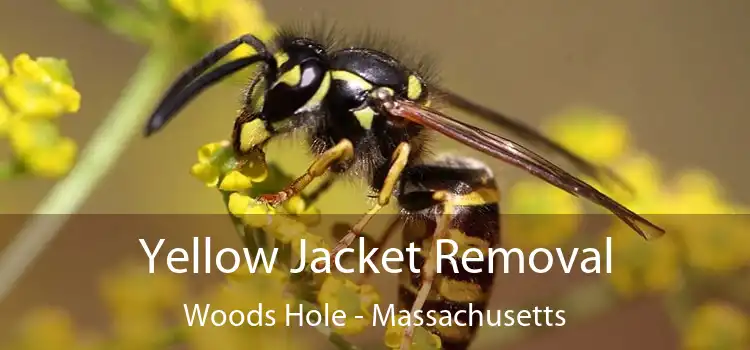 Yellow Jacket Removal Woods Hole - Massachusetts