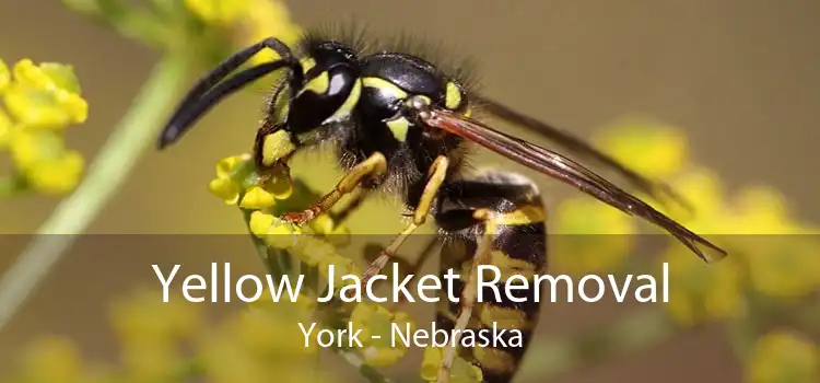 Yellow Jacket Removal York - Nebraska