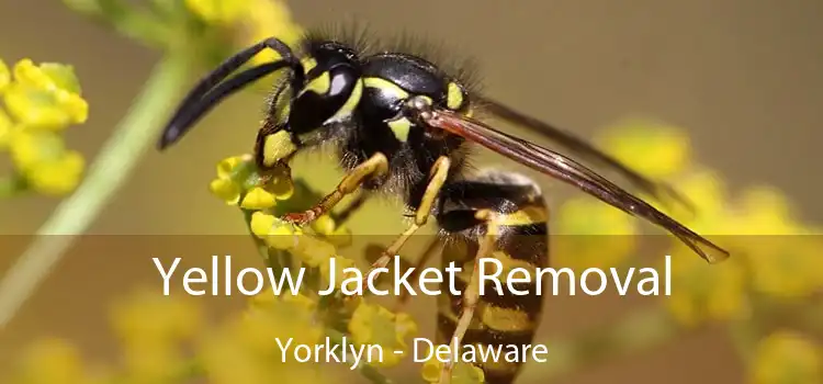 Yellow Jacket Removal Yorklyn - Delaware