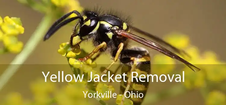 Yellow Jacket Removal Yorkville - Ohio