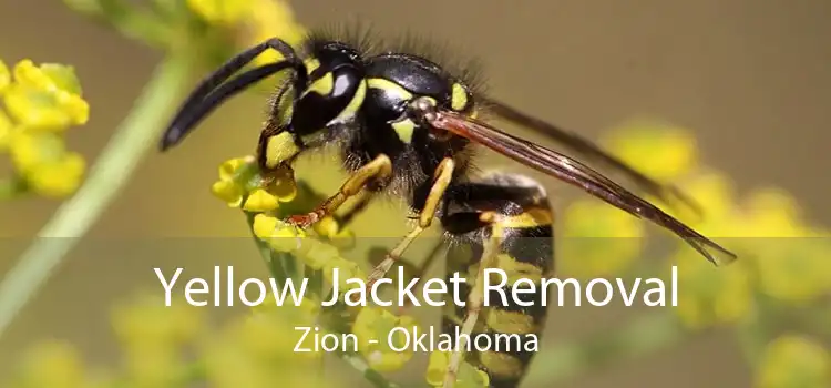 Yellow Jacket Removal Zion - Oklahoma