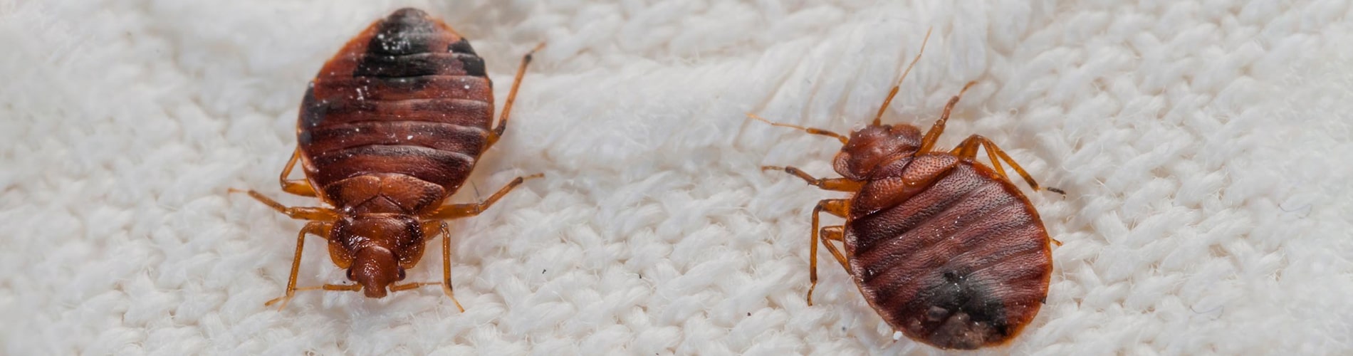 Bed Bug Exterminator Fort Wayne, IN Local And Affordable Bed Bug