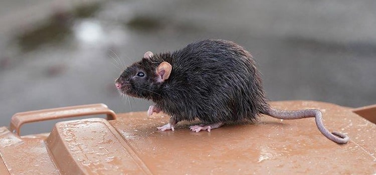 Best Rat Exterminator in Fishers, NY