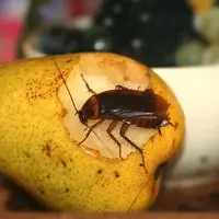 Roach Exterminator in Sacramento, CA