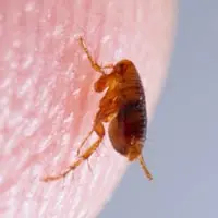 Flea Exterminator in Tumwater, WA