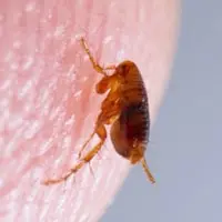 Flea Exterminator in Sacramento, CA