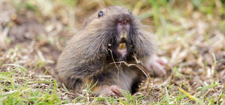 gopher control in Munson