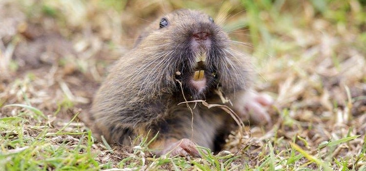 gopher control in Oakland