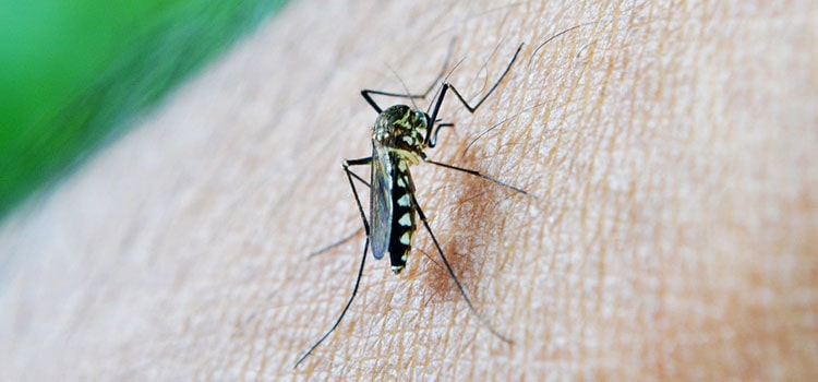 Indoor Mosquito Control in Adams, NE