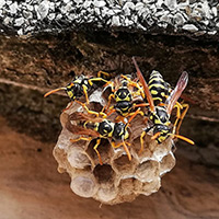 Bee And Wasp Control in Lyons, KS