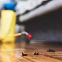 Best Roach Exterminator in Trout Creek, NY