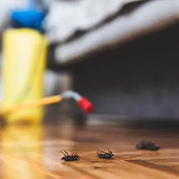 Best Roach Exterminator in Lane, SD