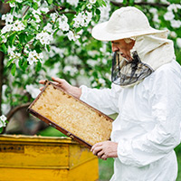 Eco-Friendly Bee Removal Specialists in Radcliffe, IA