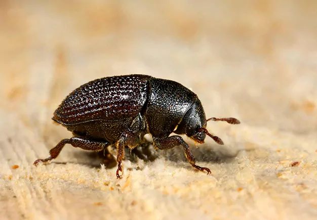 Flea Pest Control in Kirkwood, DE