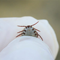 Flea Removal For Carpets in Tselakai Dezza, UT