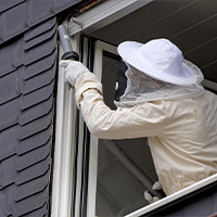 Gall Wasp Control in Schellsburg, PA