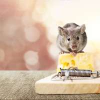 Get Rid of Rats in Fitchburg, WI