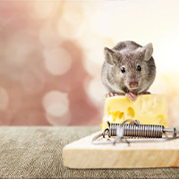 Get Rid of Rats in Alabaster, AL