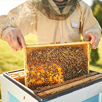 Hive Removal in Tupelo, MS