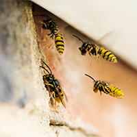 Local Wasp Control in Mountain View, NM