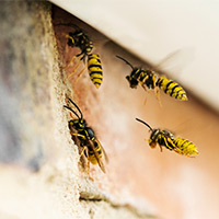 Local Wasp Control in Cinebar, WA