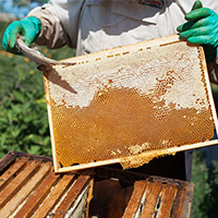 No Kill Honey Bee Relocation in Romulus, MI