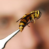 Professional Yellow Jacket Removal in Travis Afb, CA