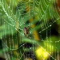 Red Spider Control in Mukilteo, WA