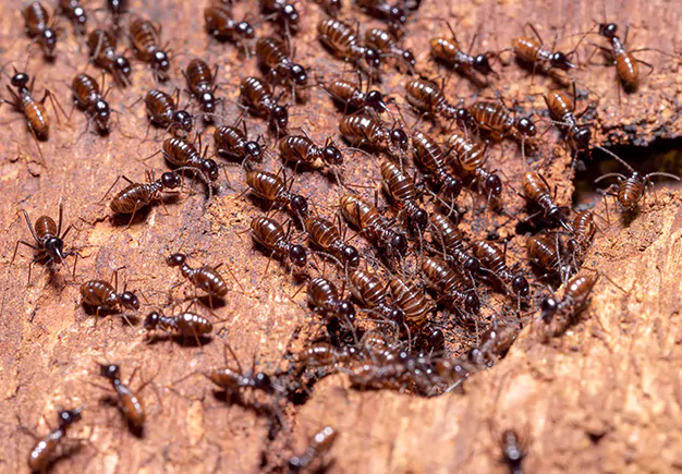 Termite Pest Control in Kirkwood, DE