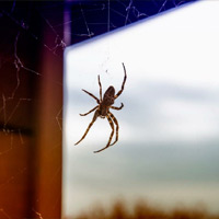 Wolf Spider Control in Fishers, IN